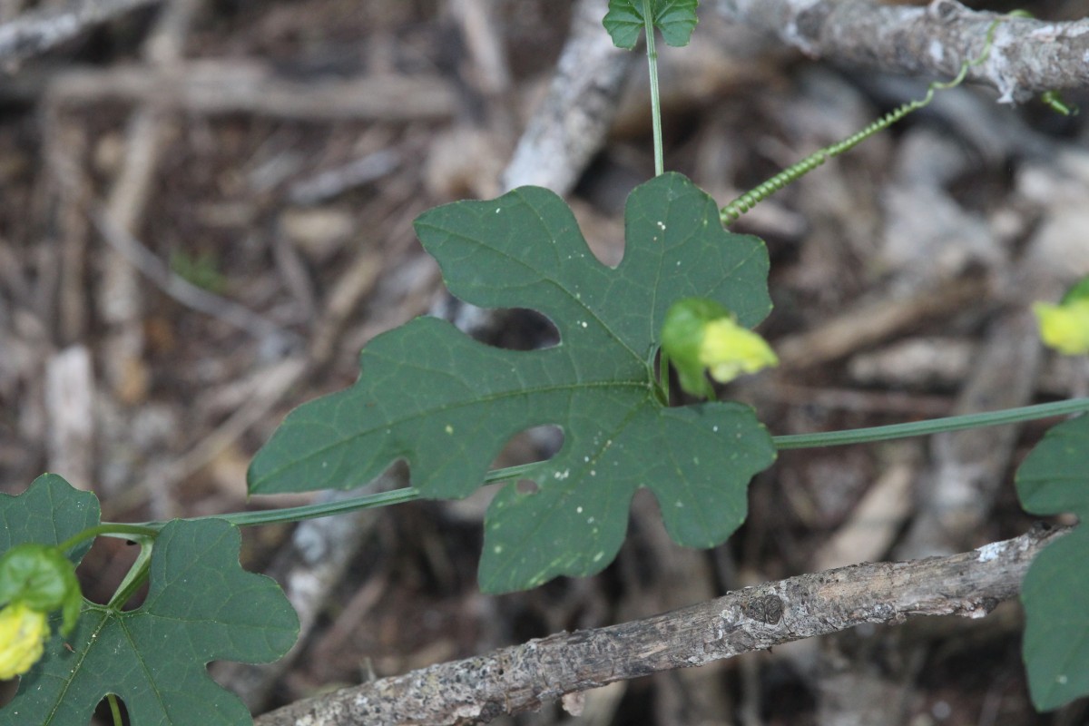 Momordica dioica Roxb. ex Willd.